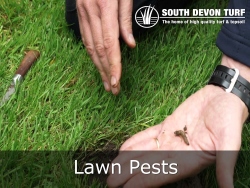 Identifying lawn pests 